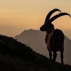 Alpensteinbock – Im Morgenrot