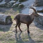 Alpensteinbock im Tierpark