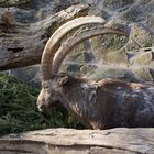 Alpensteinbock im Tierpark