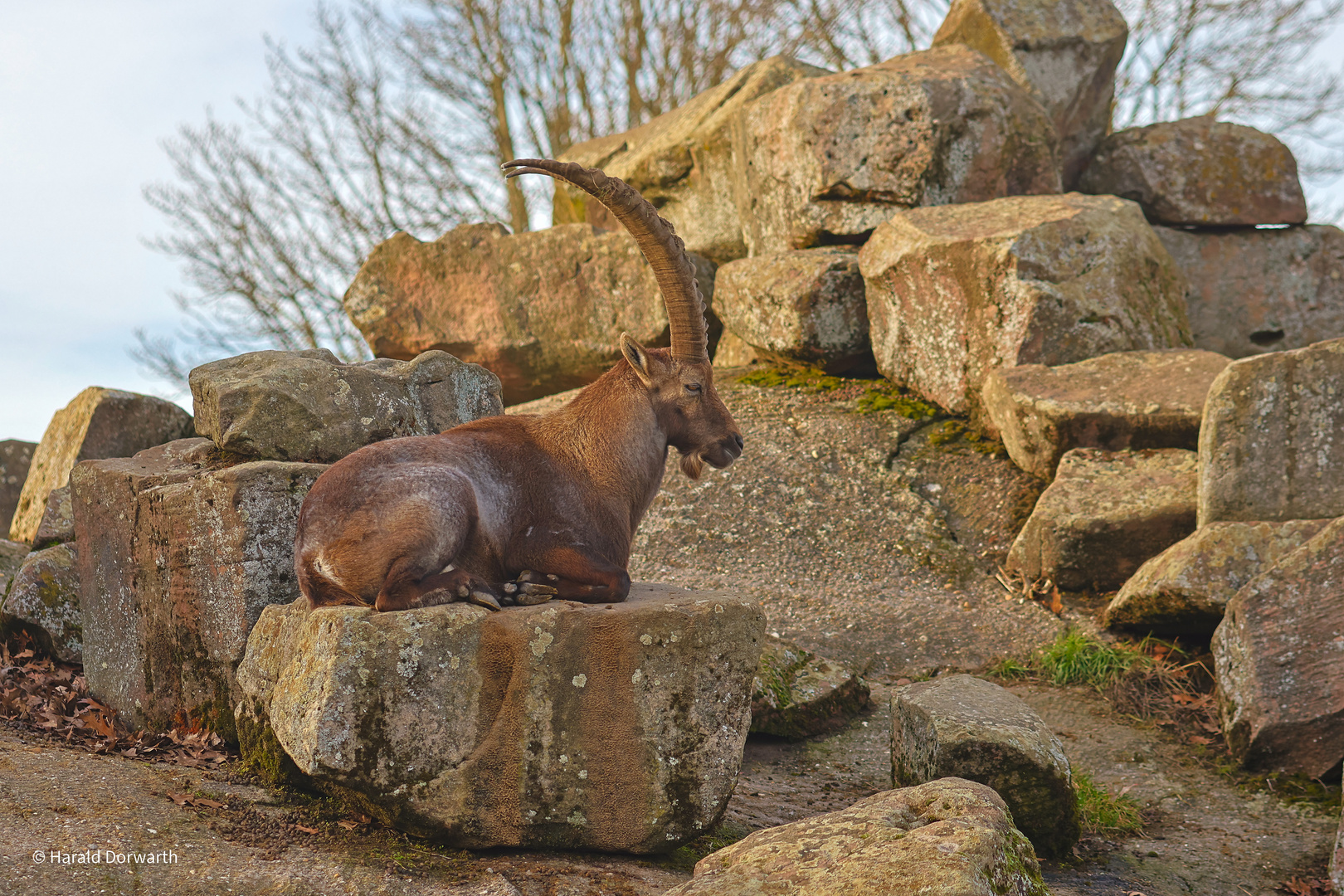 Alpensteinbock im Tierpark Forst