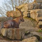 Alpensteinbock im Tierpark Forst