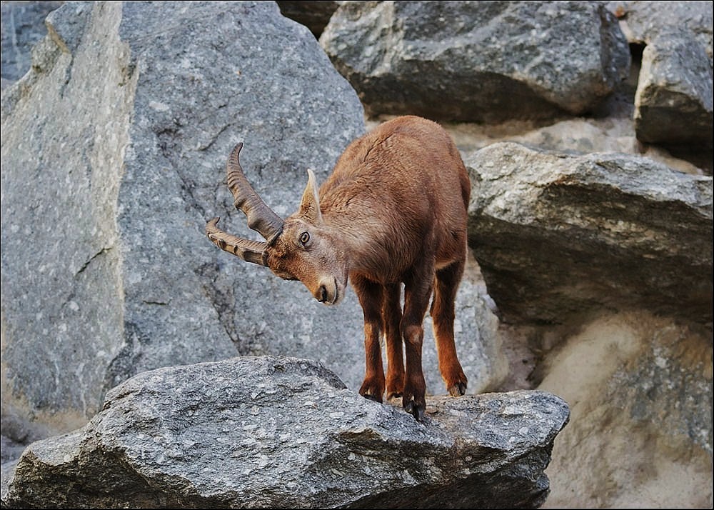 Alpensteinbock-Kitz