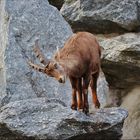 Alpensteinbock-Kitz