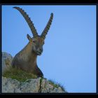 Alpensteinbock - König der Berge