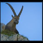 Alpensteinbock - König der Berge