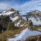 Alpensteinbock Land