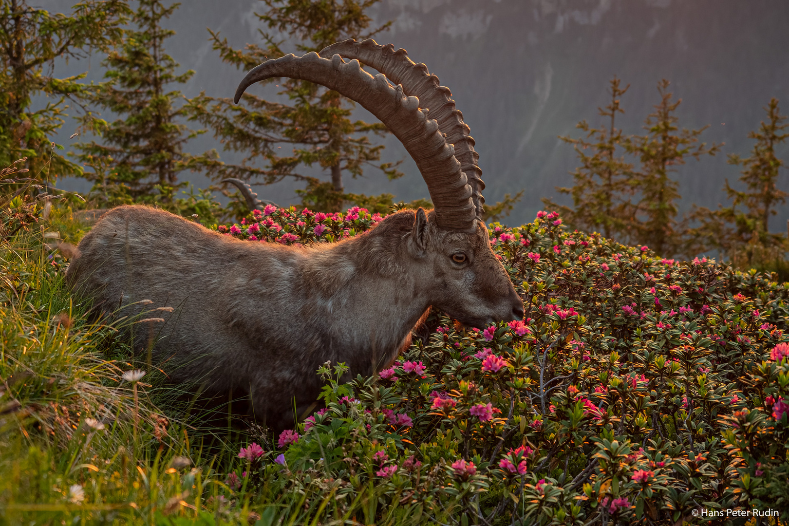 Alpensteinbock – Nur mal schnuppern!