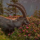 Alpensteinbock – Nur mal schnuppern!