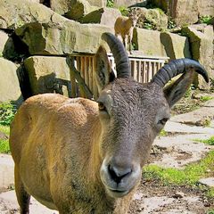 Alpensteinbock - Tierpark Sababurg