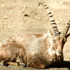 Alpensteinbock - wärmende Sonnenstrahlen zum genießen