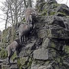 Alpensteinbockkitze beim Klettern