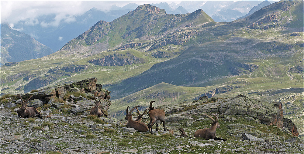 Alpensteinböcke (Capra ibex)