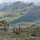 Alpensteinböcke (Capra ibex)