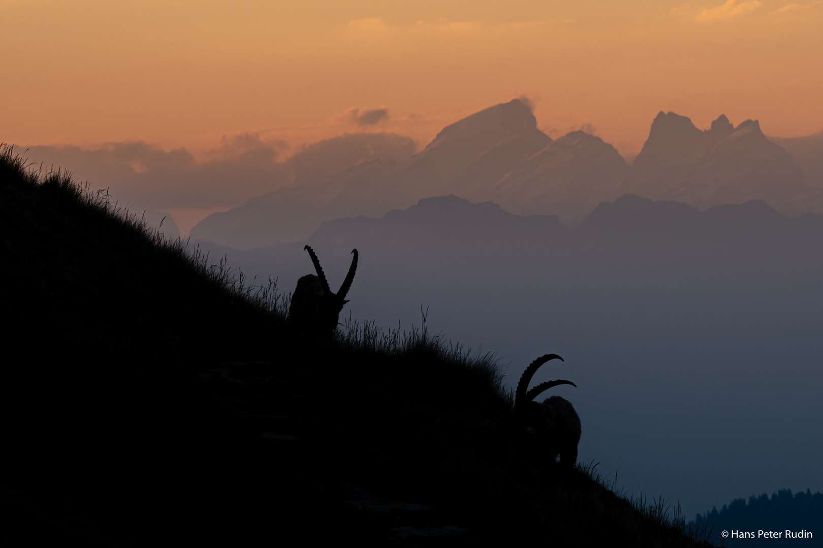 Alpensteinböcke – Silhouette