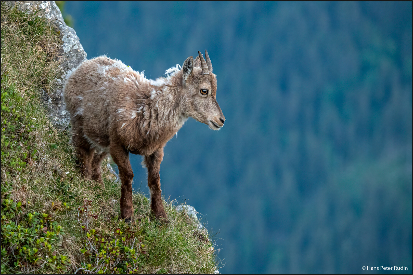 Alpensteingeiss