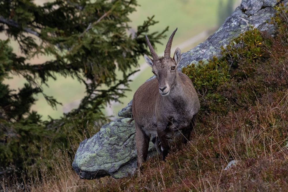 Alpensteingeiss