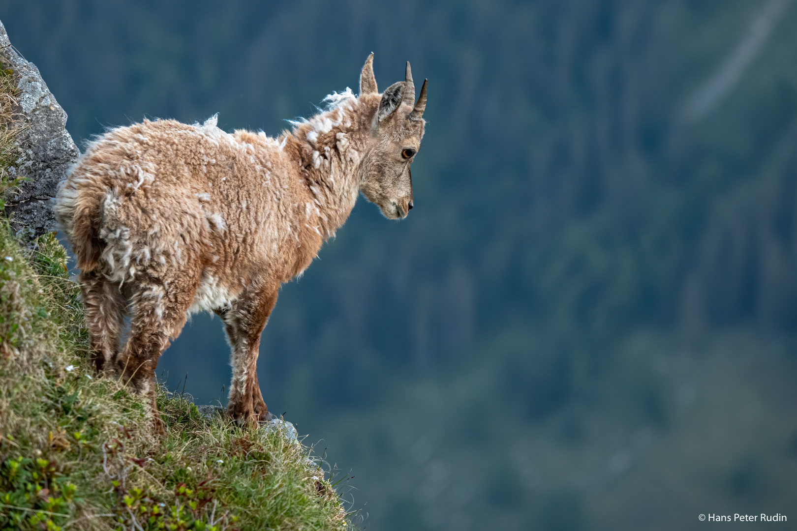 Alpensteingeiss – Am Abgrund