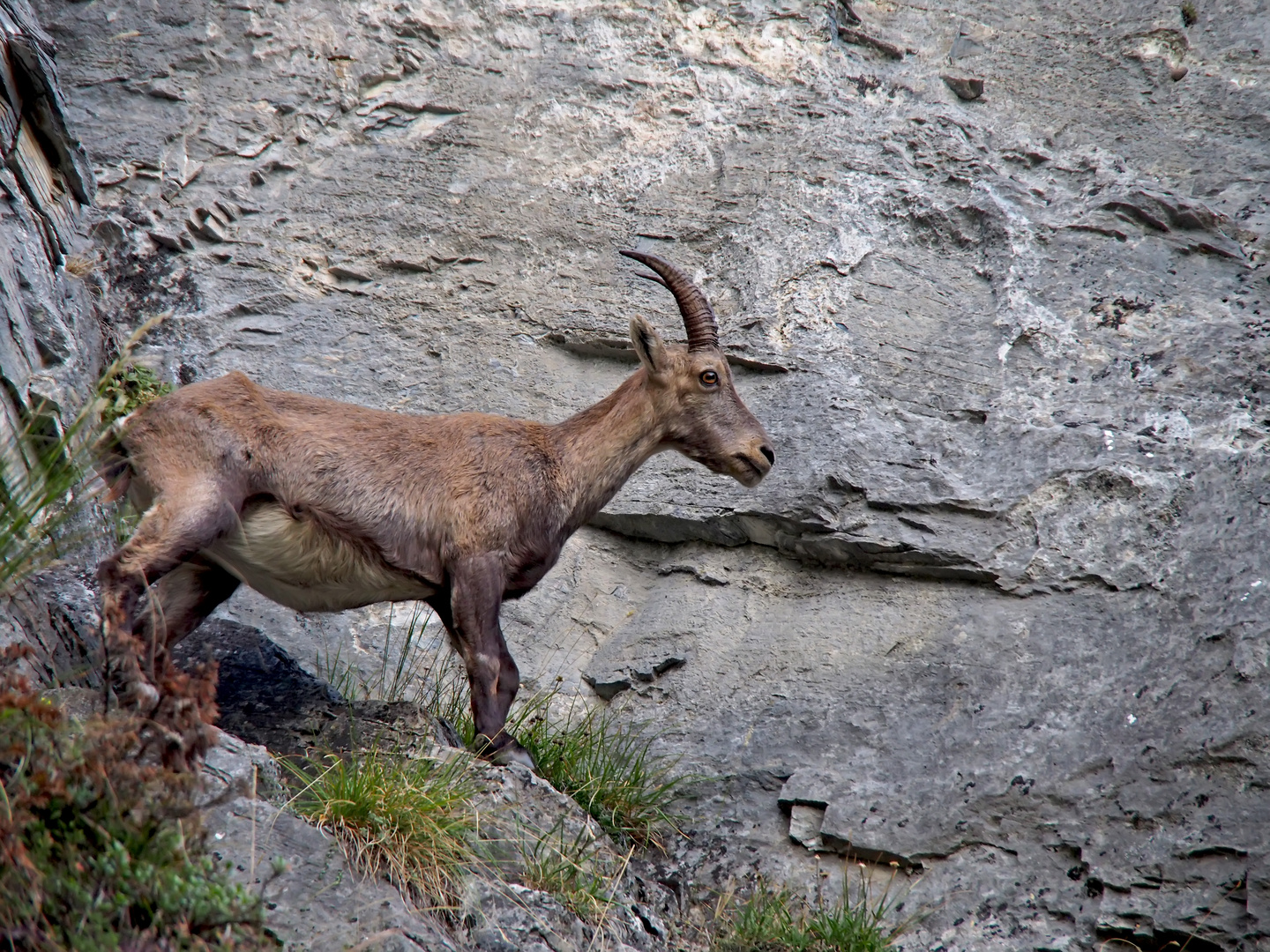 Alpensteingeiss (Capra ibex) - Bouquetin des Alpes.