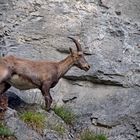 Alpensteingeiss (Capra ibex) - Bouquetin des Alpes.