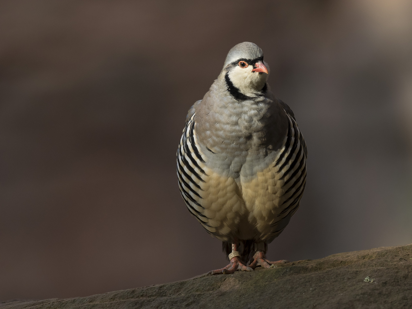 Alpensteinhuhn