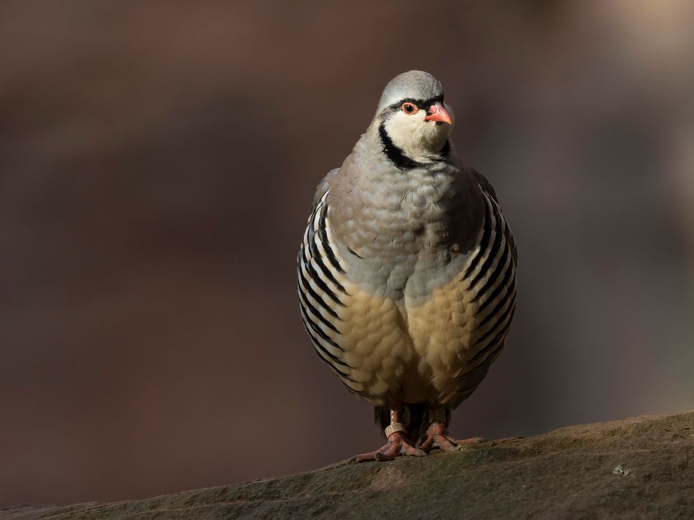 Alpensteinhuhn