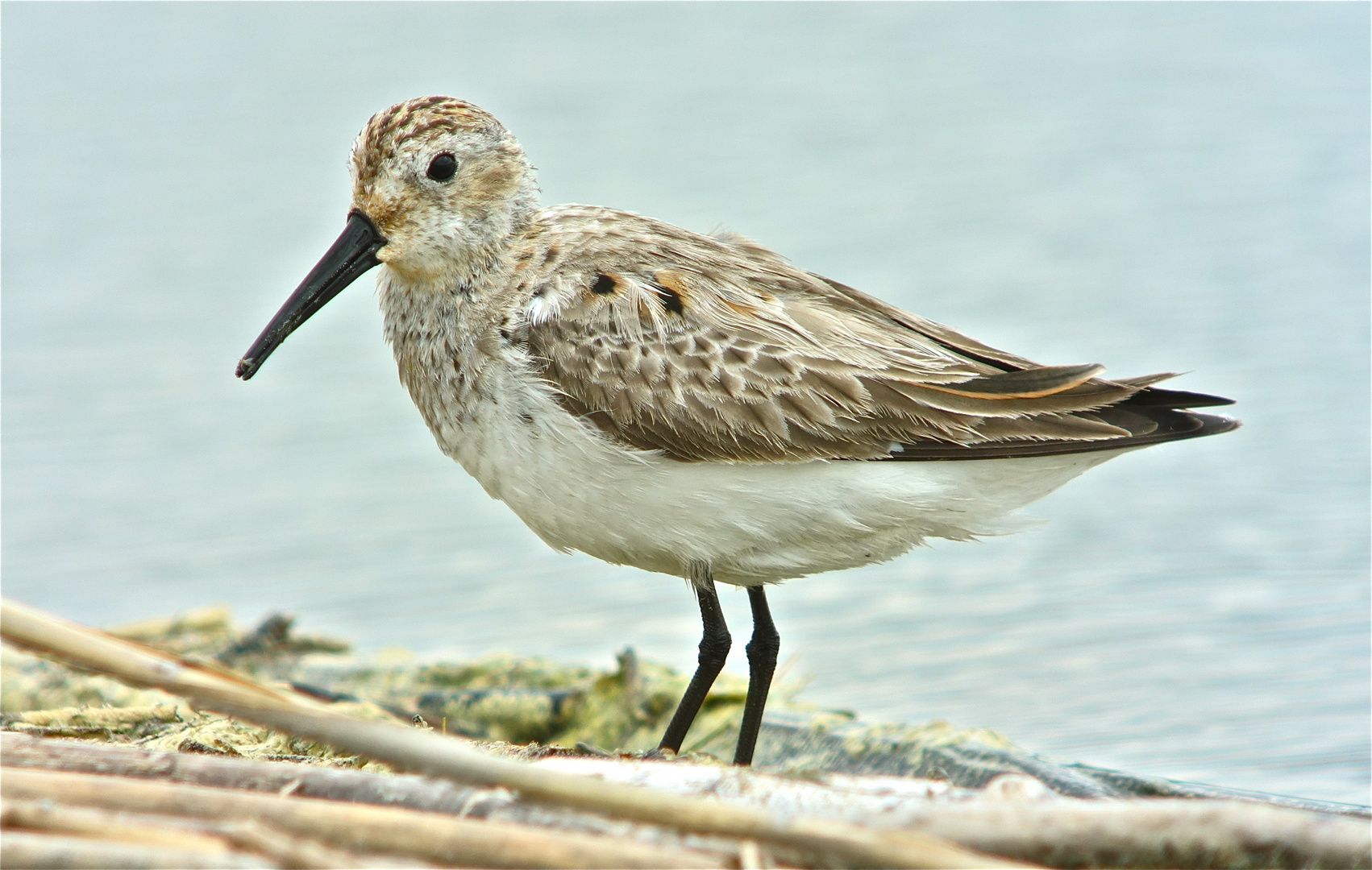 Alpenstrandläufer