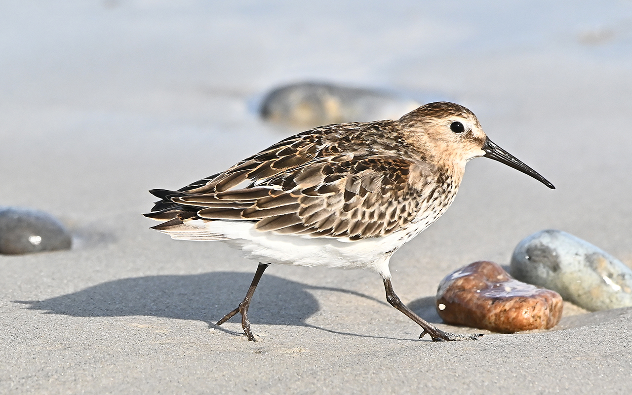 Alpenstrandläufer 