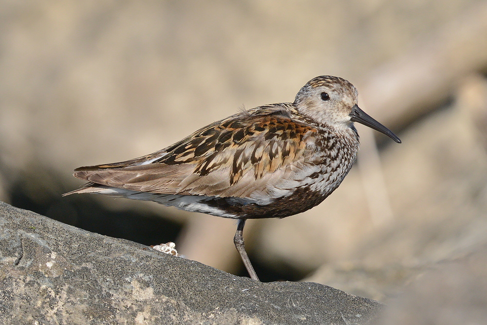 Alpenstrandläufer