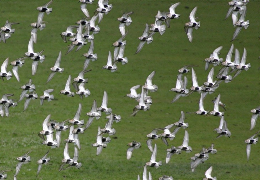 Alpenstrandläufer