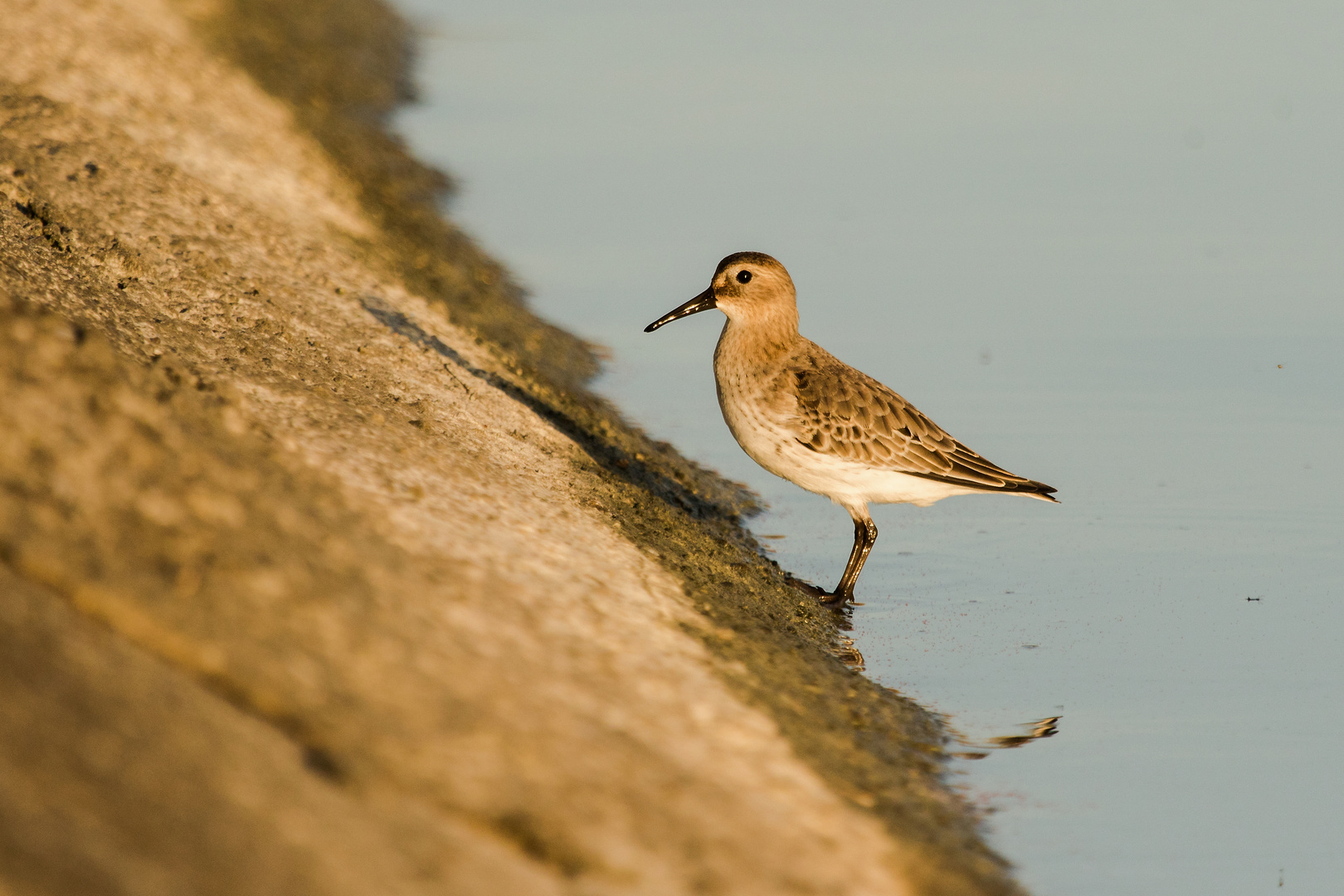 Alpenstrandläufer