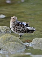 Alpenstrandläufer