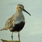 Alpenstrandläufer, adult, Schweiz, September