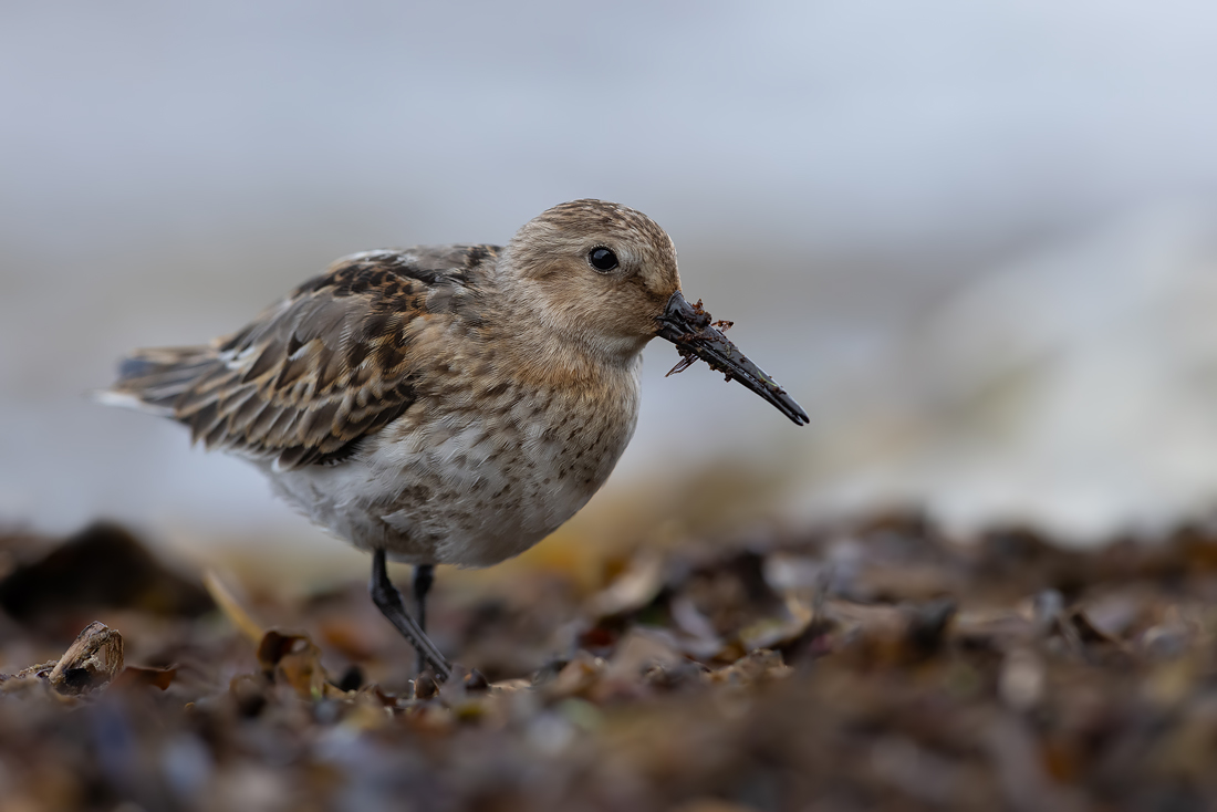 Alpenstrandläufer am Ostseestrand