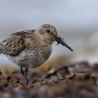 Alpenstrandläufer am Ostseestrand