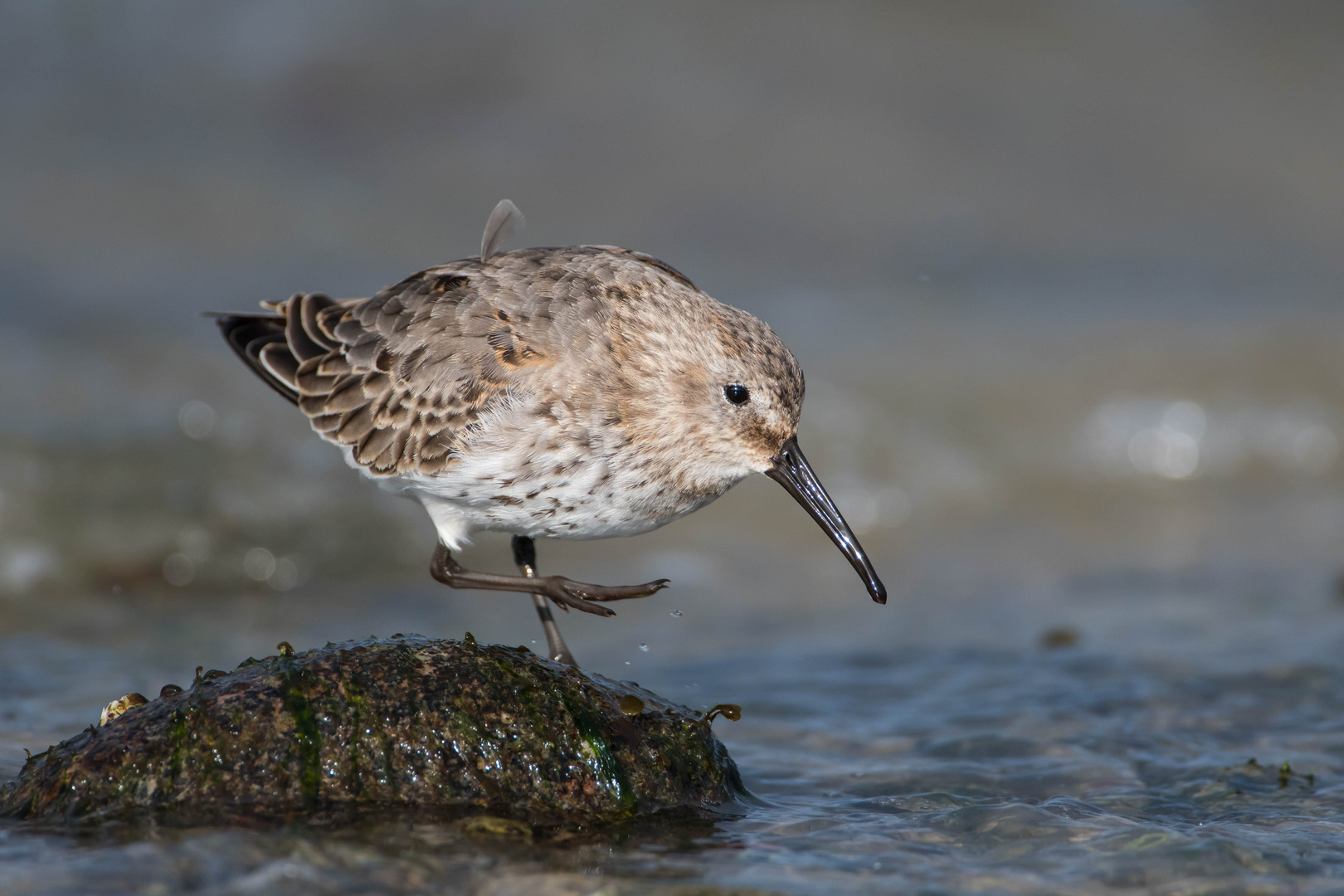 Alpenstrandläufer am Ostseestrand II