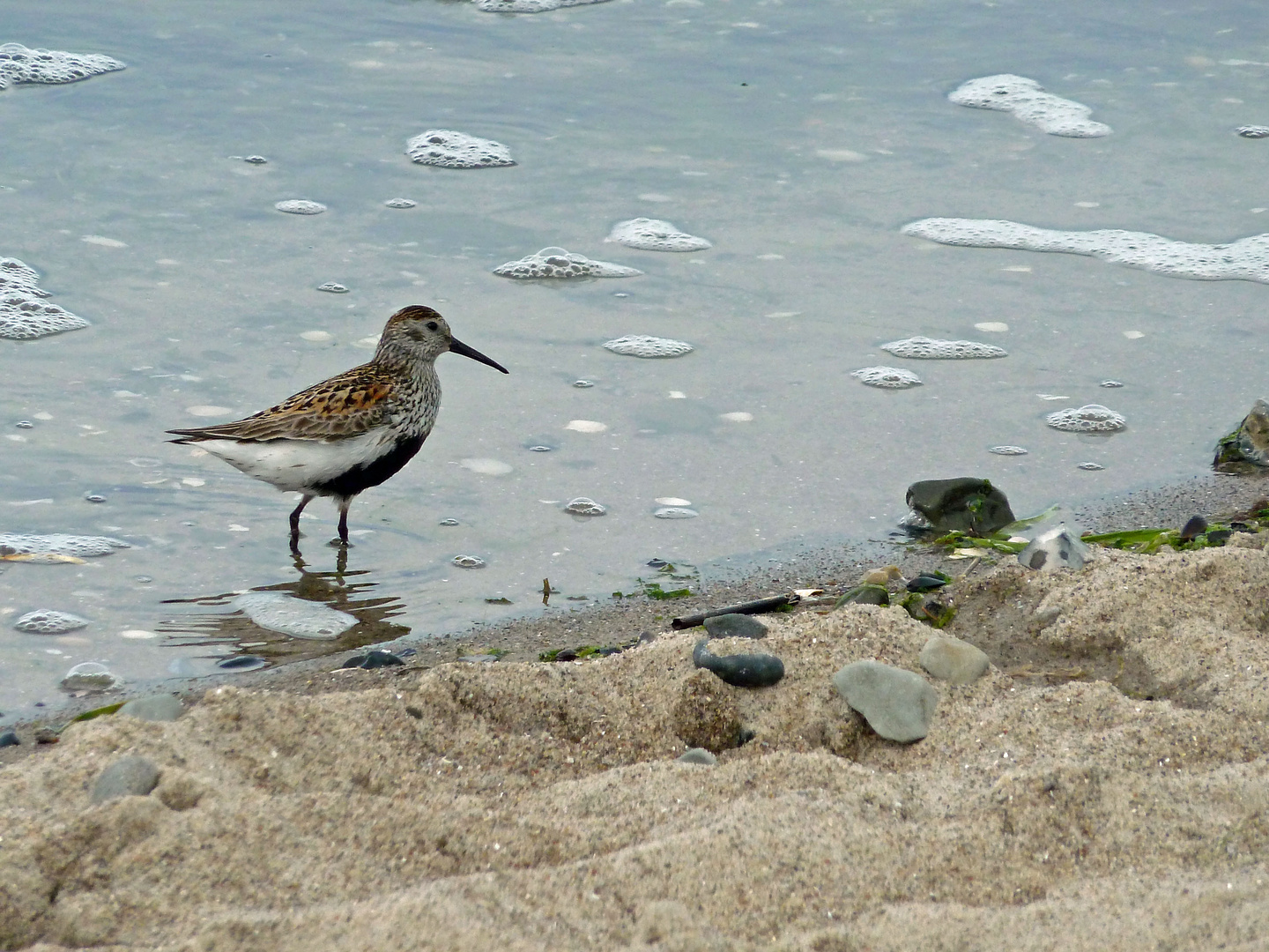 Alpenstrandläufer am Ostseestrand von Heiligendamm