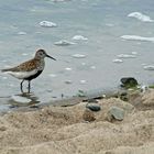 Alpenstrandläufer am Ostseestrand von Heiligendamm