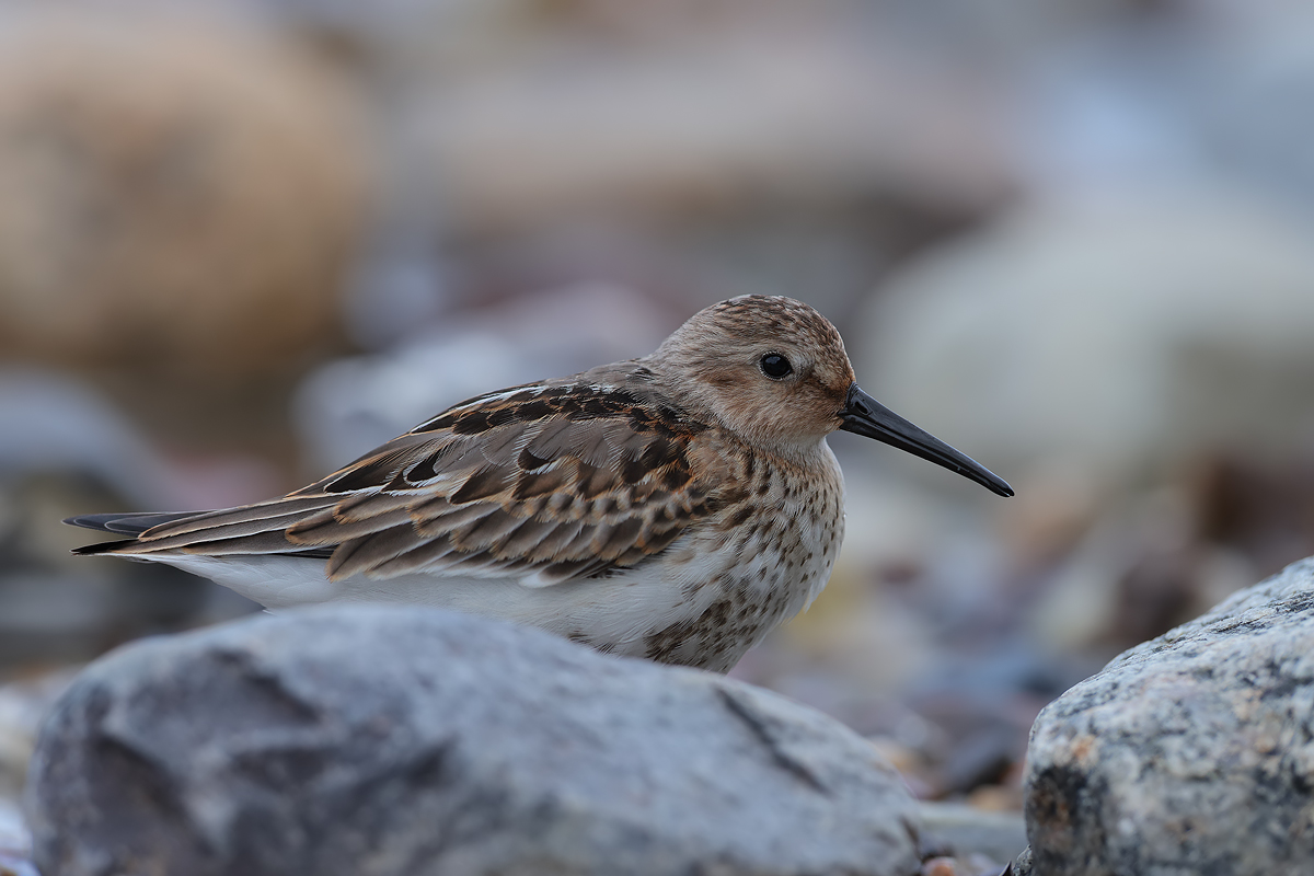 Alpenstrandläufer am Steinstrand