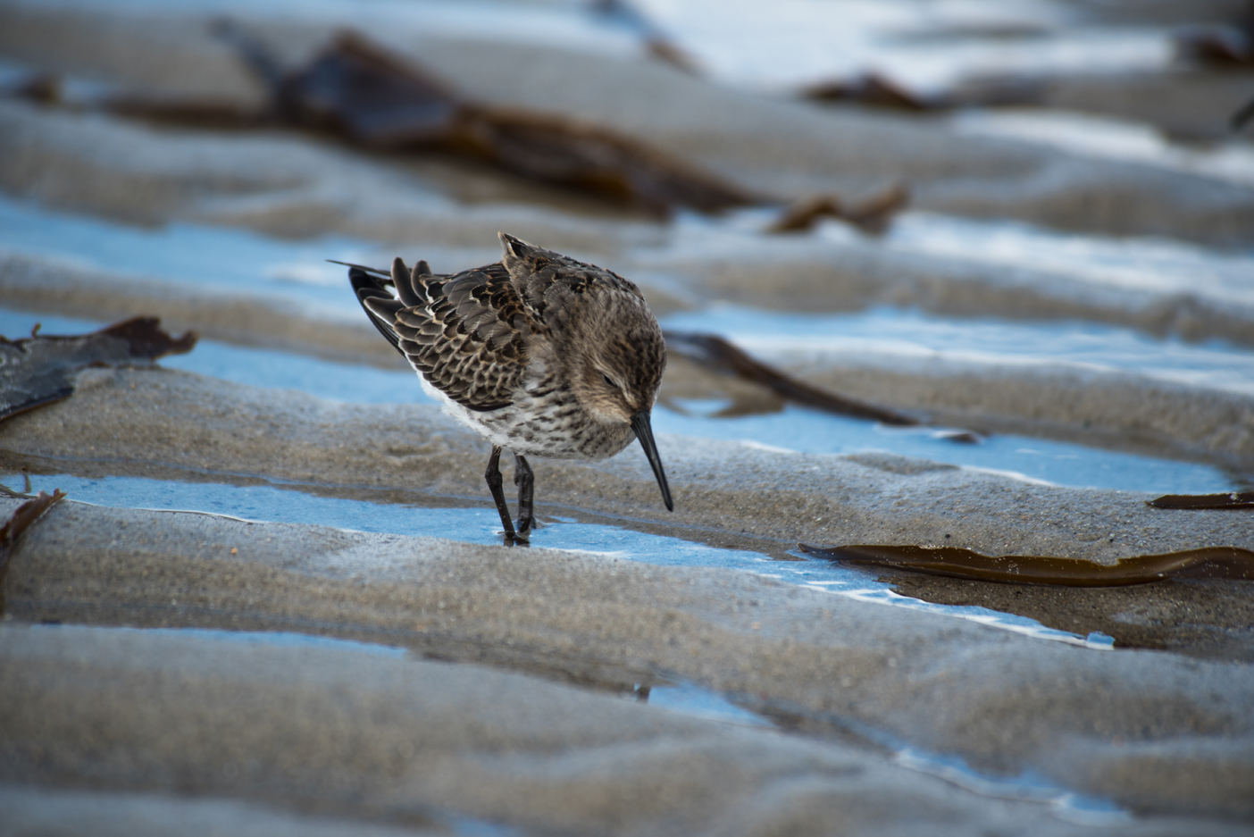 Alpenstrandläufer auf der Düne von Helgoland