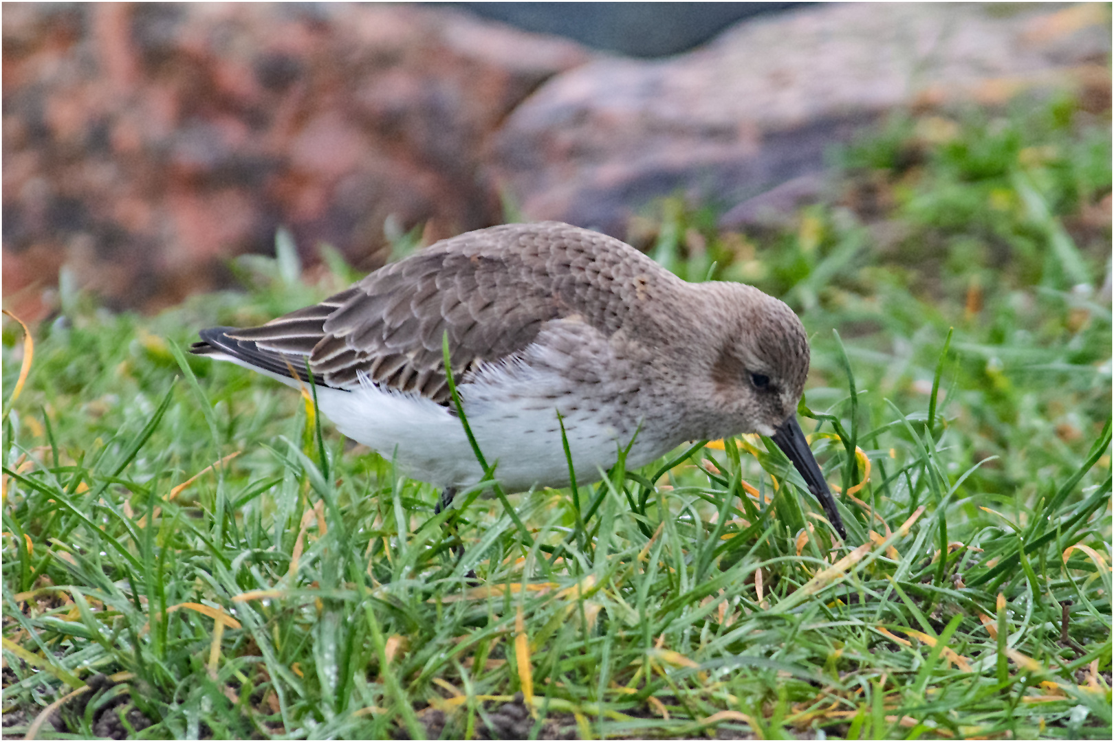 Alpenstrandläufer auf Futtersuche im Gras . . .