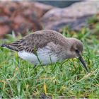 Alpenstrandläufer auf Futtersuche im Gras . . .