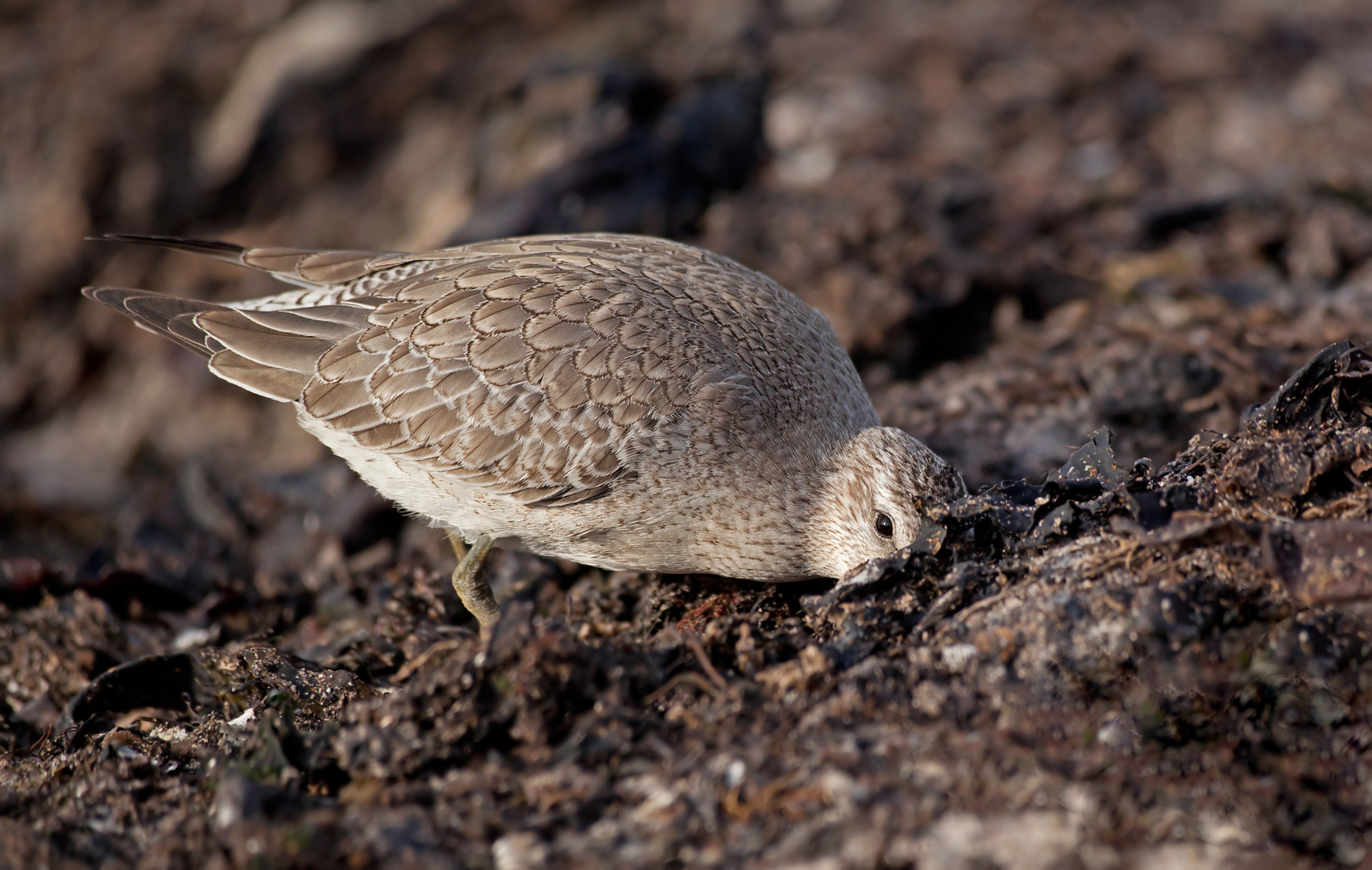 Alpenstrandläufer bei der Futtersuche