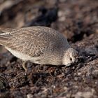 Alpenstrandläufer bei der Futtersuche