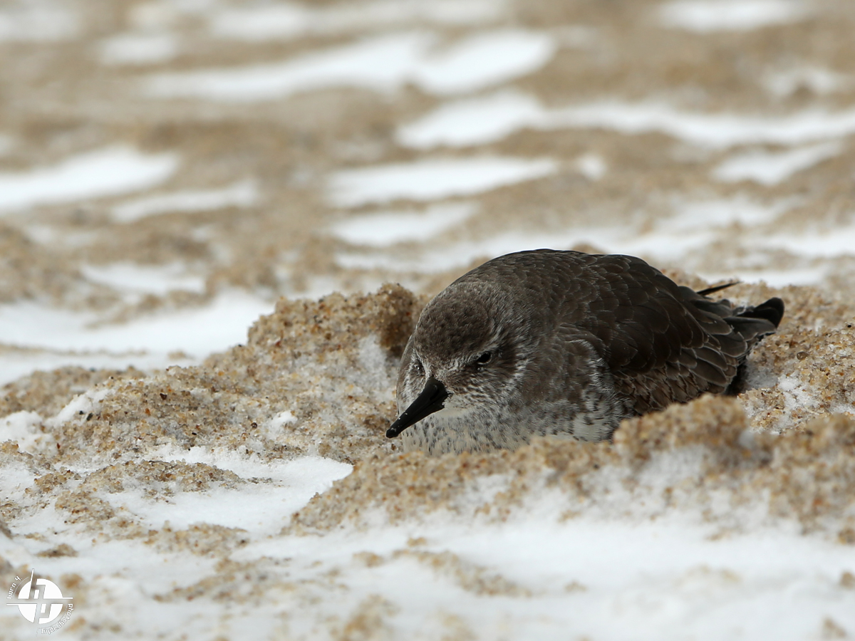 Alpenstrandläufer (Calidris alpina)