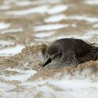 Alpenstrandläufer (Calidris alpina)