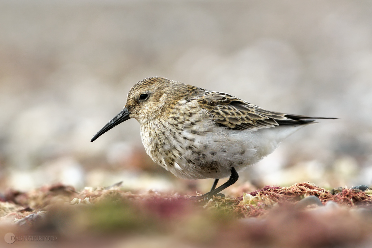 Alpenstrandläufer (Calidris alpina)