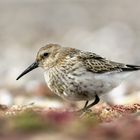 Alpenstrandläufer (Calidris alpina)