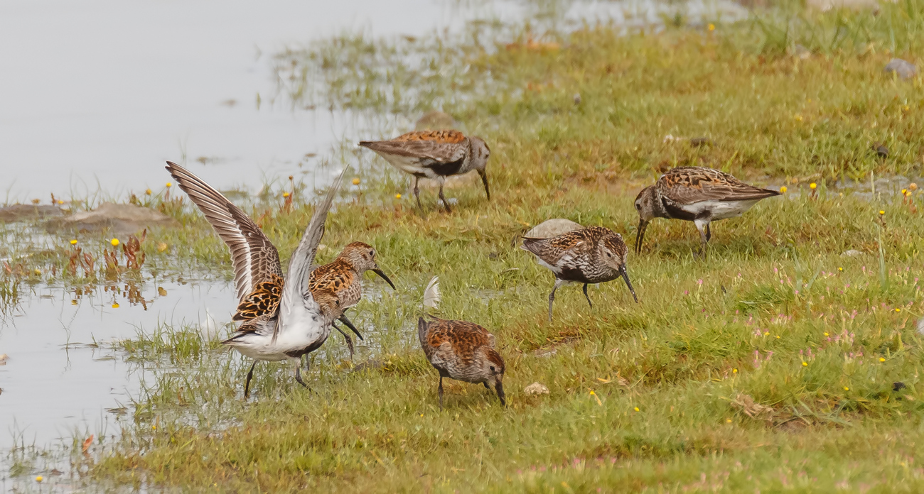 Alpenstrandläufer (Calidris alpina)