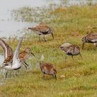 Alpenstrandläufer (Calidris alpina)