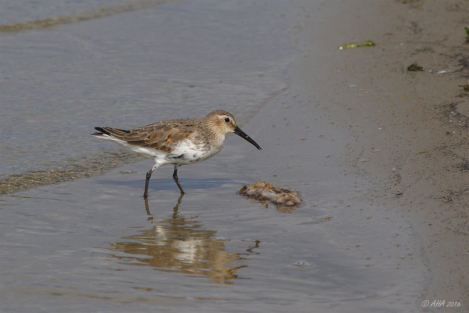 Alpenstrandläufer (Calidris alpina) - 2